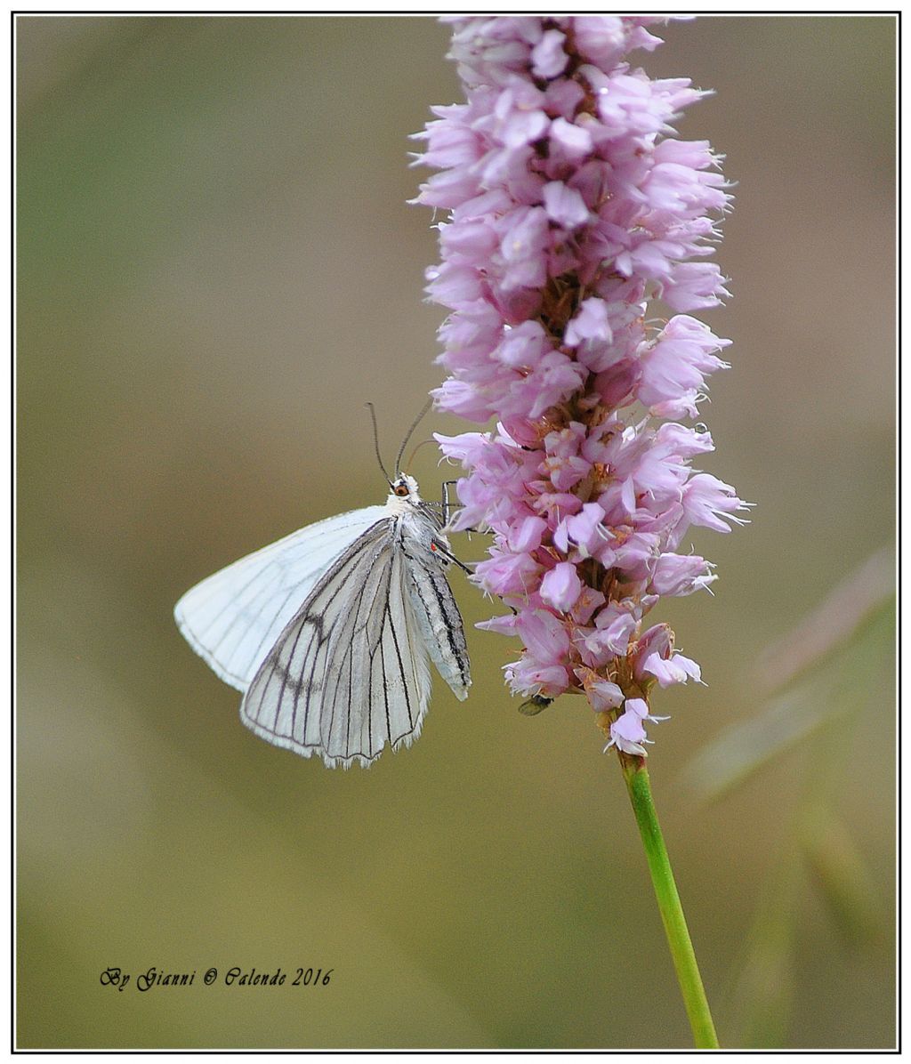 Farfalla da id -  Siona lineata